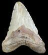 Bargain, Megalodon Tooth - North Carolina #47832-1